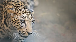 The Arabian leopard is one of the world's rarest big cats. Photo: Royal Commission for AlUla
