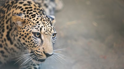 The Arabian leopard is one of the world's rarest big cats. Photo: Royal Commission for AlUla