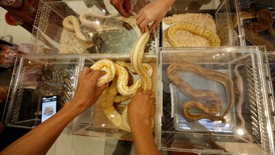 A surprising number of snakes are smuggled in and out of countries each year. EPA