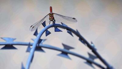 A dragon fly rests on the barbed wire fence separating Serbia and Hungary, seen from a makeshift camp in Horgos, Serbia. Vadim Ghirda / AP Photo