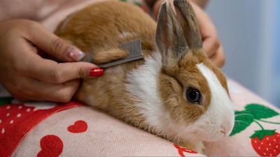 The Lunar New Year of the Rabbit is shining a particular spotlight on the popularity of the animals in the city