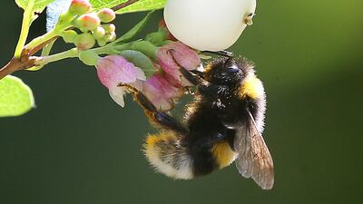 An earth bumblebee sits on the blossom of a snowberry and collects nectar for the winter supply with its long sucking trunk at the end of the summer dress in Berlin, Germany. dpa via AP