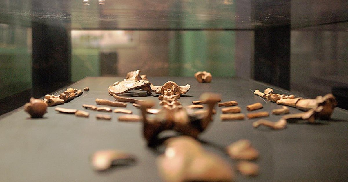 World-renowned 3.2‑million‑year‑old Lucy fossil now at Natural History ...