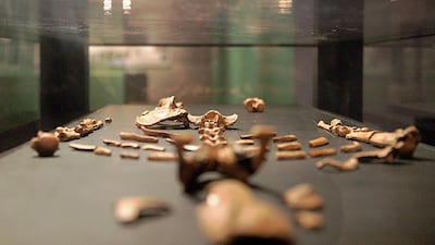 Lucy is now on display at Natural History Museum Abu Dhabi. AFP