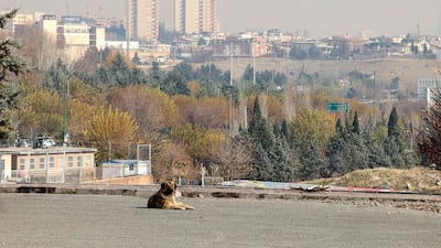 A dog rests in Pardisan Park in Tehran.