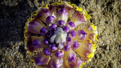 The winners were awarded on Monday during a special ceremony at EAD with prizes worth 20,000 dirhams.