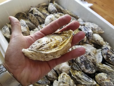 Spinneys sells fresh Dibba Bay oysters