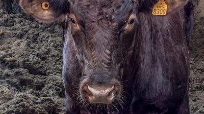 A cow goes to market in Gaza. EPA
