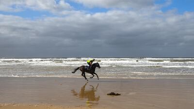 The Danny O'Brien trained Russian Camelot on 13th Beach in Barwon Heads, Australia, on Tuesday, January 19. Russian Camelot is the early favourite for the All Star Mile. Getty