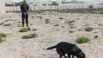 Sheba makes progress in training