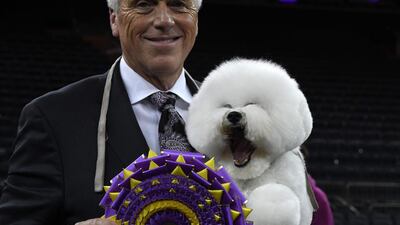 Flynn the Bichon Frise, with handler Bill McFadden, poses after winning 'Best in Show'. AFP