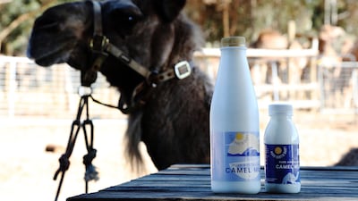 Camel milk has the 'potential to be hypoallergenic', experts say. Getty Images