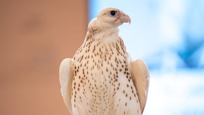 The pure ultra-white gyrfalcon chick was bred in the US. Apco