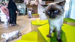 A legislation passed in December allows restaurants and hotels in Abu Dhabi to become pet-friendly at their own discretion. Victor Besa / The National