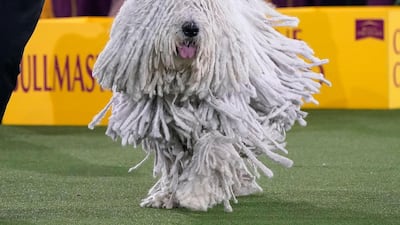 A komondor runs with its handler during the judging of the Working Group at the 145th annual Westminster Kennel Club Dog Show. AFP