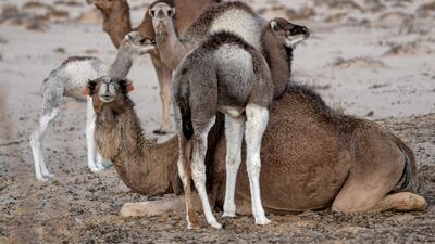 A sitting camel surrounded by calves in the Tunisian desert, north of Tunisia's south-western Nefta oasis. AFP