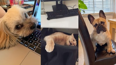 Many people around the world are now working remotely to help curb the spread of the virus: and so their pets are their new office mates. Photos: Twitter/Instagram (detailed below)
