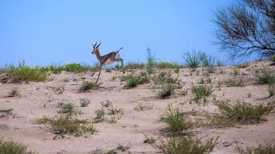 There are 300 Arabian Gazelle at the reserve.