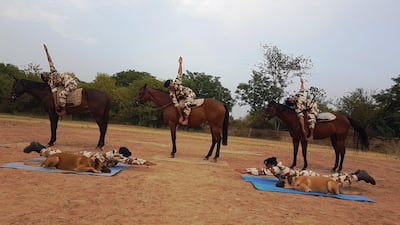 Indo-Tibetan Border Police's dog and horse yoga. Photo: Twitter/ITBP_official