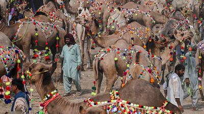 Livestock vendors and customers walk amid sacrificial camels at a cattle market ahead of Eid Al Adha in Lahore, Pakistan. AFP