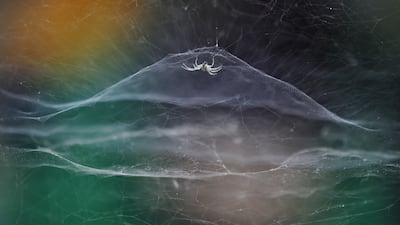 Dome home by Vidyun R Hebbar, showing a tent spider as a rickshaw passes by in India, won Young Wildlife Photographer of the Year: 10 Years and Under Award. Vidyun R Hebbar / Wildlife Photographer of the Year