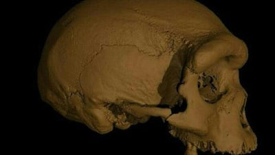 A handout screen grab shows a virtual reconstruction of the Dragon Man skull found in the Chinese city of Harbin. AFP