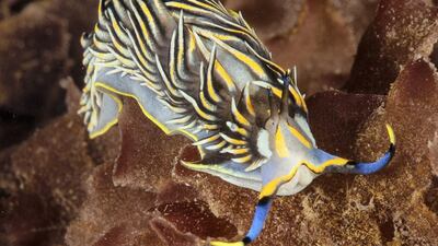 The first record of this Cerberilla; it has since been discovered in Indonesia. Courtesy Dragan Petkovic