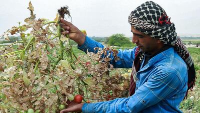 Beyond crop irrigation, the drought could also reduce access to essential drinking water. AFP