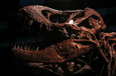A star attraction is Tyrannosaurus rex fossil Stan, which has been displayed in the UAE before. EPA