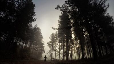 Lost in the forest, but author Ali Shaw’s language is also lost in cliché, says reviewer Matthew Adams. Courtesy The goodly