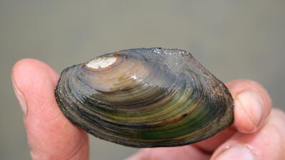 Mussels are some of the at-risk species which could be affected.
