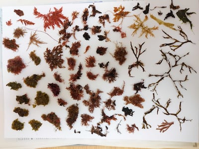 Seaweed collected in Al Aqah by Victoria Luneva and Mikhail Korshunov for Fujairah Scientific Herbarium. Photo: Mikhail Korshunov