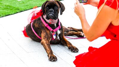 Luna the dog enjoying her close-up. Courtesy Boujie Paws Co