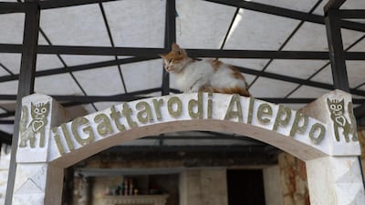 A cat sits at the entrance of the sleeping area of Ernesto's Cat Sanctuary in Kfar Naha. AFP