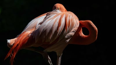 A flamingo at the French National Natural History Museum zoo in Paris. AFP