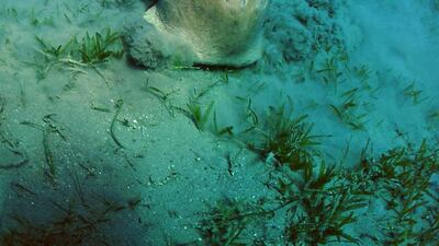 The dugong has been hunted for thousands of years and its population is fragmented and threatened as a result. PA