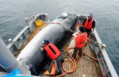 A minke whale is unloaded at a port in Kushiro, in the northernmost main island of Hokkaido. Kyodo News via AP