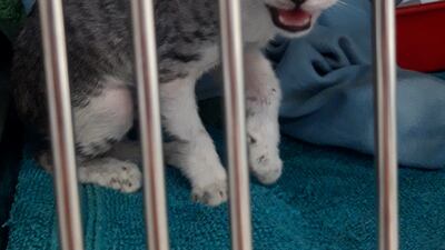 Loki is a tabby mau kitten who has found a foster home