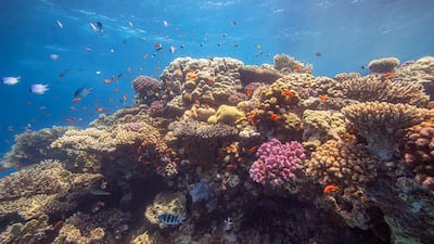 Saudi Arabia is developing Amaala, a luxury destination on the northwestern coast of Saudi Arabia. Courtesy Amaala