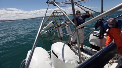 A shark diving cage is lowered into the water in Gansbaai, South Africa. Getty Images