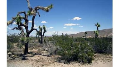The distinctive, and dangerous, Joshua Tree in Joshua Tree National Park.