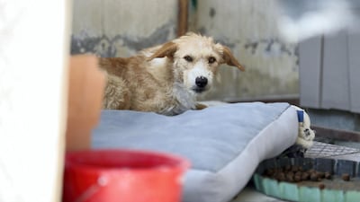 Michelle Francis runs Animals and Us Fujairah in her spare time and has rescued hundreds of animals over the past 17 years.