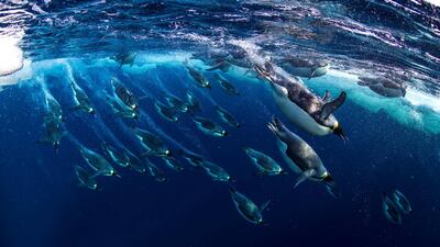 Emperor penguin. Courtesy WWF
