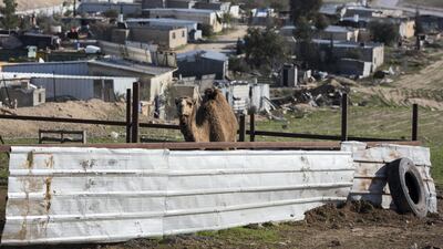 A female camel is seen here after just losing her newborn in Al Poraa on February 2, 2018. Heidi Levine