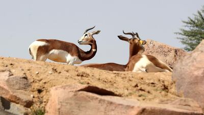 Originating from Chad and Sudan in sub-Saharan Africa, the Dama gazelle is also critically endangered, with less than 100 individuals remaining in the wild.