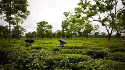 Labourers pick the tea at the Belgachi tea garden in Naxalbari, West Bengal.
