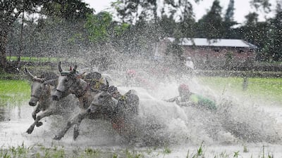 Indian farmers compete with their bulls as they participate in a race at a paddy field during a monsoon festival in Herobhanga village. Dibyangshu Sarkar / AFP