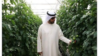 Mohammed al Naeemi grows tomatoes and other types of produce on his hydroponic farm in Ajman.
