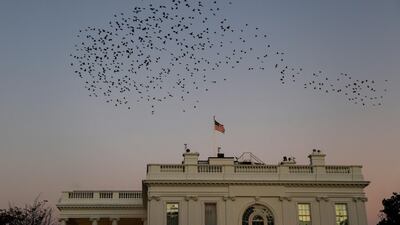 A flock of starlings fly in a murmuration over the White House residence. Reuters