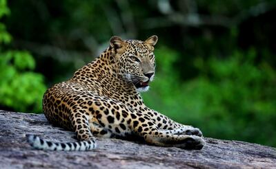 A leopard in Yala National park. Courtesy Chandika Jayaratne